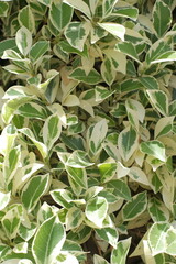 Photo of a set of Euonymus plants with green leaves from the center and yellow edge that can be used as a background
