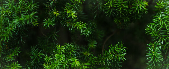Juicy greens. Needles on Christmas tree branches,