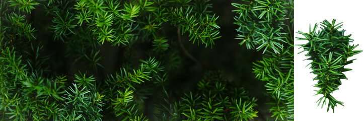 Juicy greens. Needles on Christmas tree branches,
