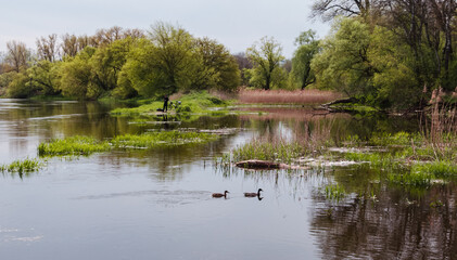 Lake landscape.