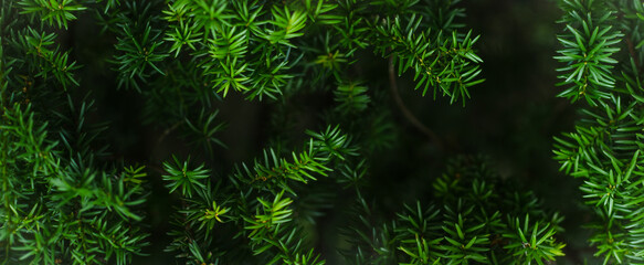 Juicy greens. Needles on Christmas tree branches,