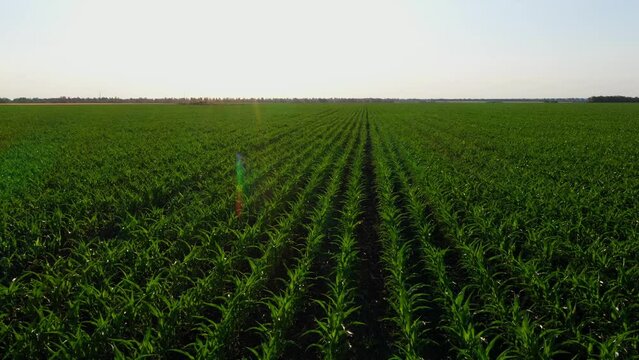 a close-up of vibrant green young corn plants, seedlings on dark brown fertile, moist soil. Corn field, warm spring day, growing corn in an agricultural field