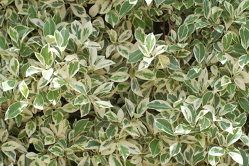 Photo of a set of Euonymus plants with green leaves from the center and yellow edge that can be used as a background