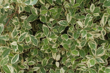 Photo of a set of Euonymus plants with green leaves from the center and yellow edge that can be used as a background
