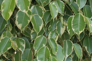 Fototapeta na wymiar Photo of a set of Euonymus plants with green leaves from the center and yellow edge that can be used as a background