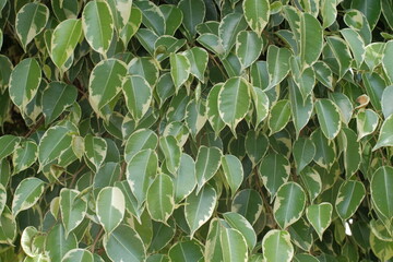 Obraz premium Photo of a set of Euonymus plants with green leaves from the center and yellow edge that can be used as a background
