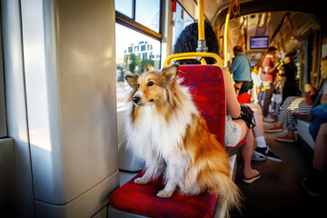 Dog in city public transport.