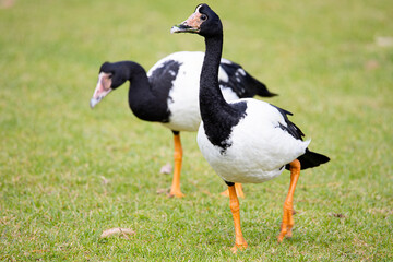 Magpie Geese, Anseranas semipalmata, large black and white birds found in wetlands in Australia, selective focus