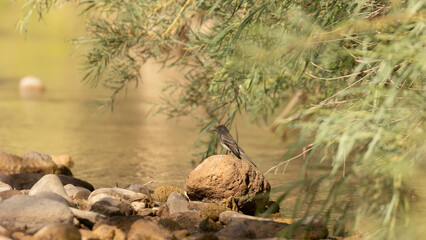 A juvenile black phoebe perches on a small rock in a shallow stream with willow branches hanging over the water.  - obrazy, fototapety, plakaty