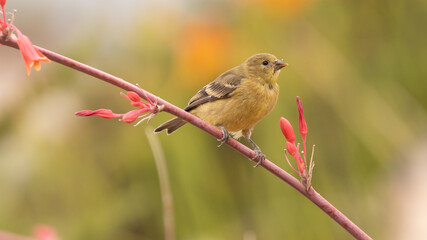 A female lesser goldfinch perches on the stem of a red yucca flower with an out of focus green and orange background behind her. 