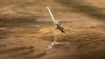 A dragonfly is reflected in rippled water after it has just emerged from it's nymph stage. The shed skin is still on the rock it's resting on.