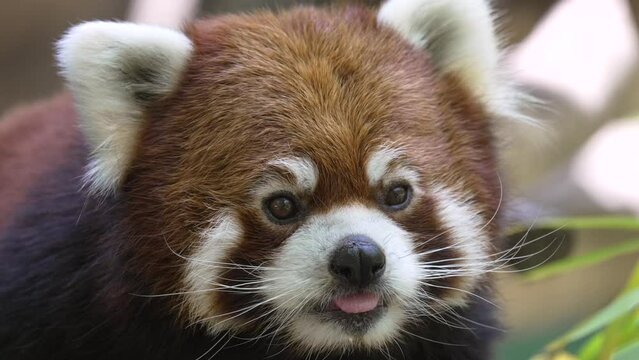 close up red panda moves its ears with tongue out