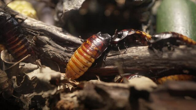 This panning video shows a group of madagascar hissing cockroaches (Gromphadorhina portentosa) in forest leaves.