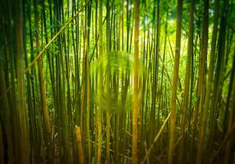 bamboo portal