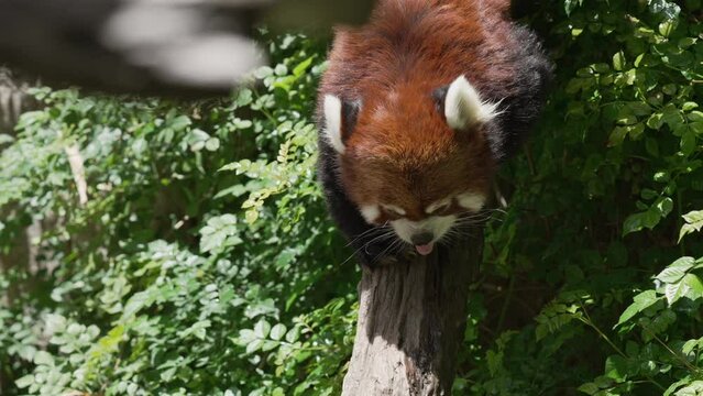 This video shows a wild Ailurus fulgens red panda walking through forest trees and down a tree trunk.