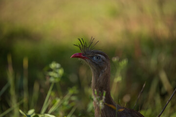 Red-Legged Seriema in natural habitat.