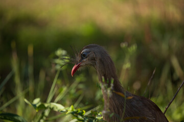 Red-Legged Seriema in natural habitat.