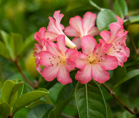 Miniature Red and White Flowers Against a Green Leaf Background.