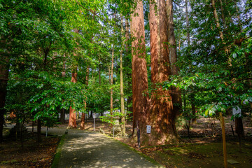 Fototapeta premium 若狭小浜 若狭彦神社（上社）