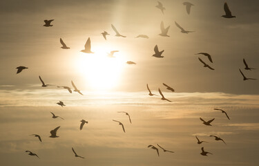 Silhouettes of birds flying against the sun