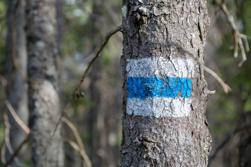 Marking the tourist route painted on the tree in blue and white. Travel route sign in mountains