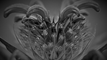 Background plant photos