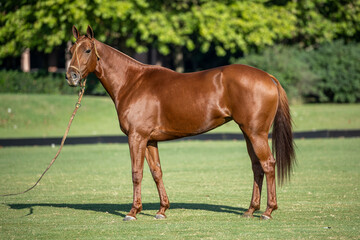 Fototapeta premium horse and foal