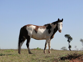 Fototapeta na wymiar horse and foal