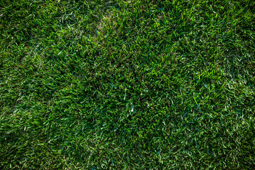 Overhead top view of green grass texture, yard, outdoor turf and grass background