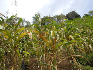Corns on a steep farm