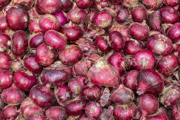 fresh organic onion from farm close up from different angle