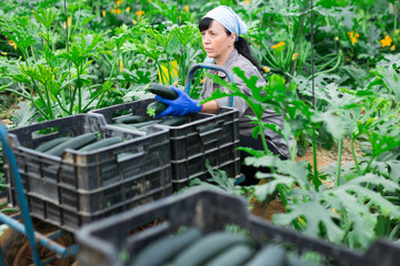 happy russian female farmer cultivating crop of squash in hothouse