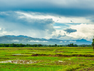 Fototapeta na wymiar Beautiful scenery of rice fields at the begining of the rainy season with forests, mountains, mist, and sky in the background.
