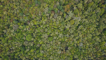 Aerial View of a Springtime Woodland Area