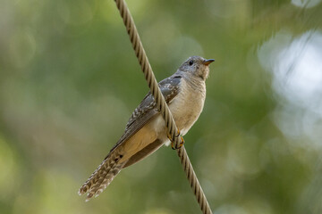 Brush Cuckoo in Queensland Australia