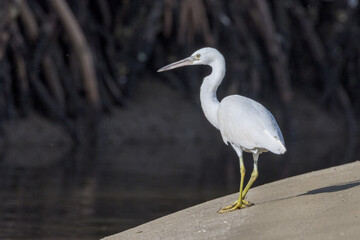 Eastern Reef Egret in Queensland Australia