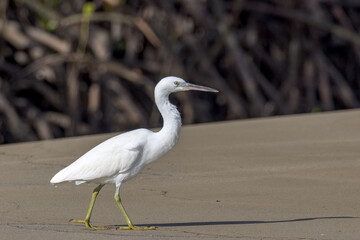 Eastern Reef Egret in Queensland Australia