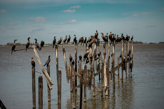 pajaros