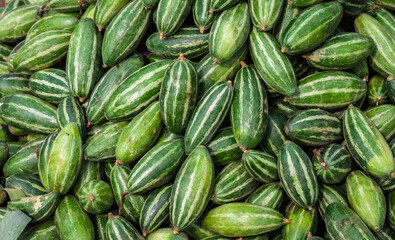 fresh organic pointed gourd from farm close up from different angle