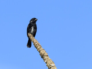 Variable Seedeater perched on tree branch on blue sky