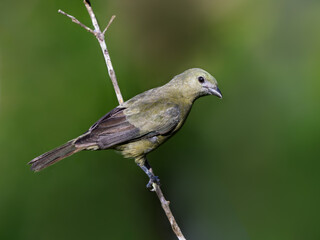Palm Tanager perched on tree branch on green background