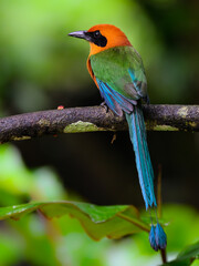 Rufous Motmot Perched on tree branch on green background