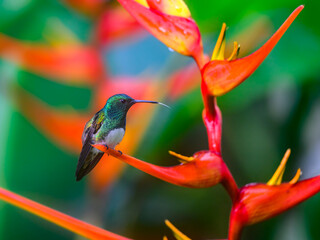 Snowy-bellied Hummingbird sitting on an orange flower petal and showing its tongue on green background