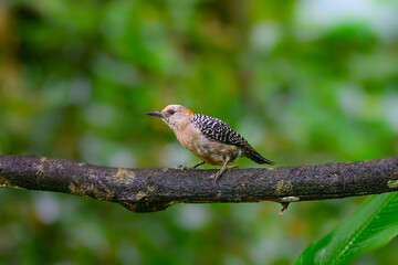 Red-crowned Woodpecker perched on tree branch on green background