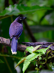 Black-chested Jay Perched on tree branch on green background