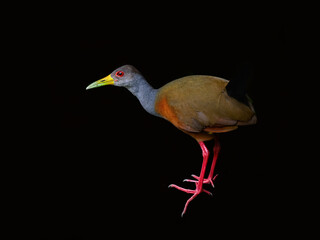 Gray-cowled Wood Rail closeup portrait on black background