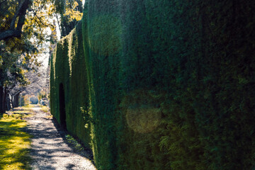 green hedge along footpath