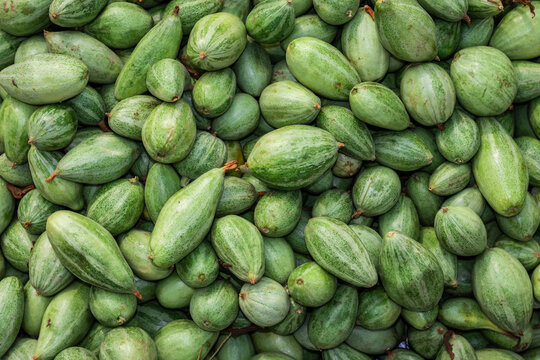 fresh organic pointed gourd from farm close up from different angle