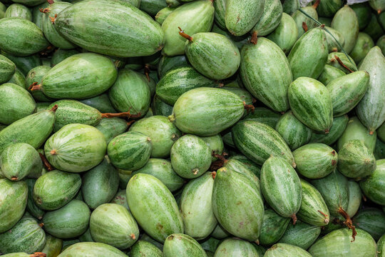 fresh organic pointed gourd from farm close up from different angle