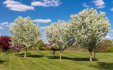Grouping of Flowering Crab Apple Trees in Spring - 512229245